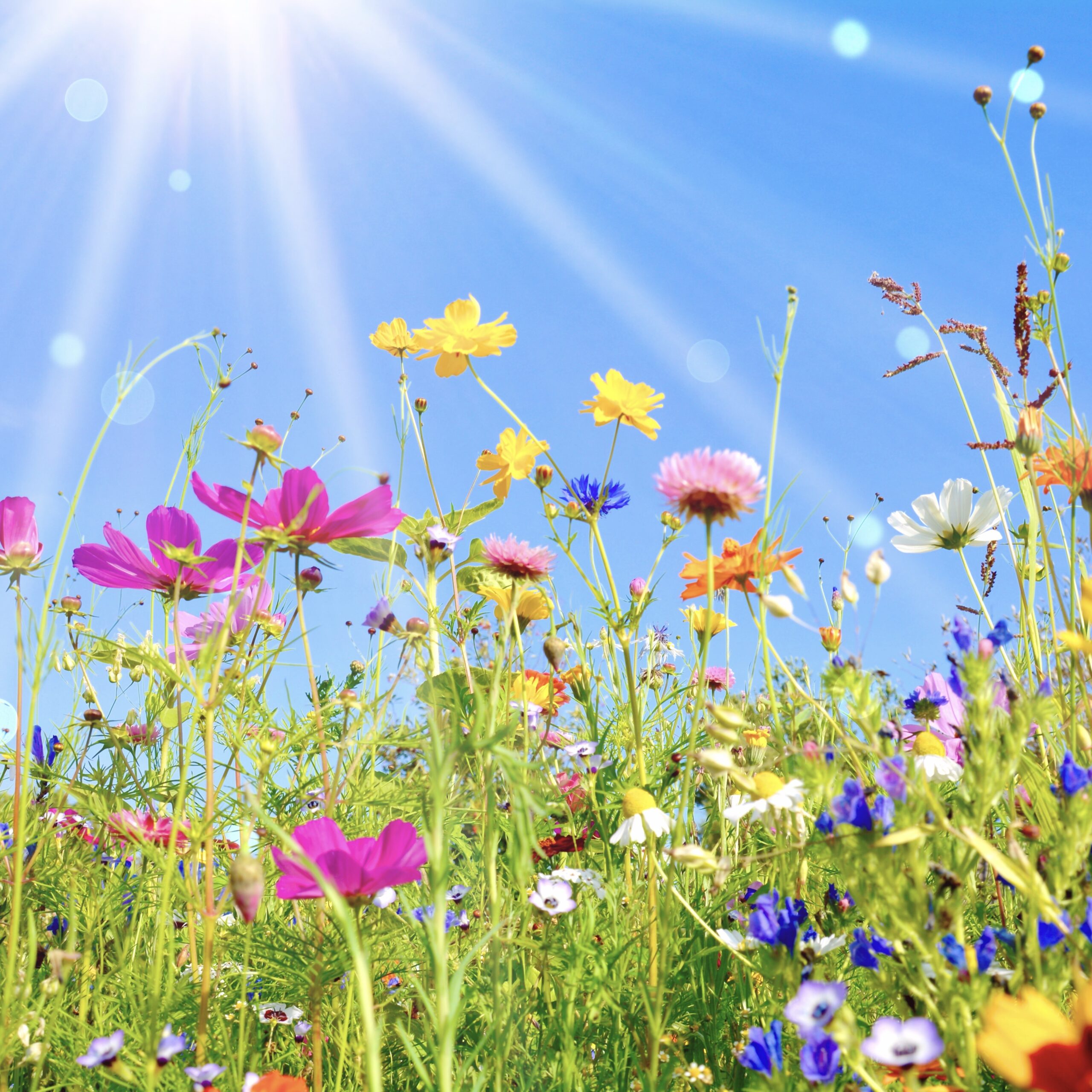 bunte Blumenwiese - Grußkarte Wildblumen Wiese