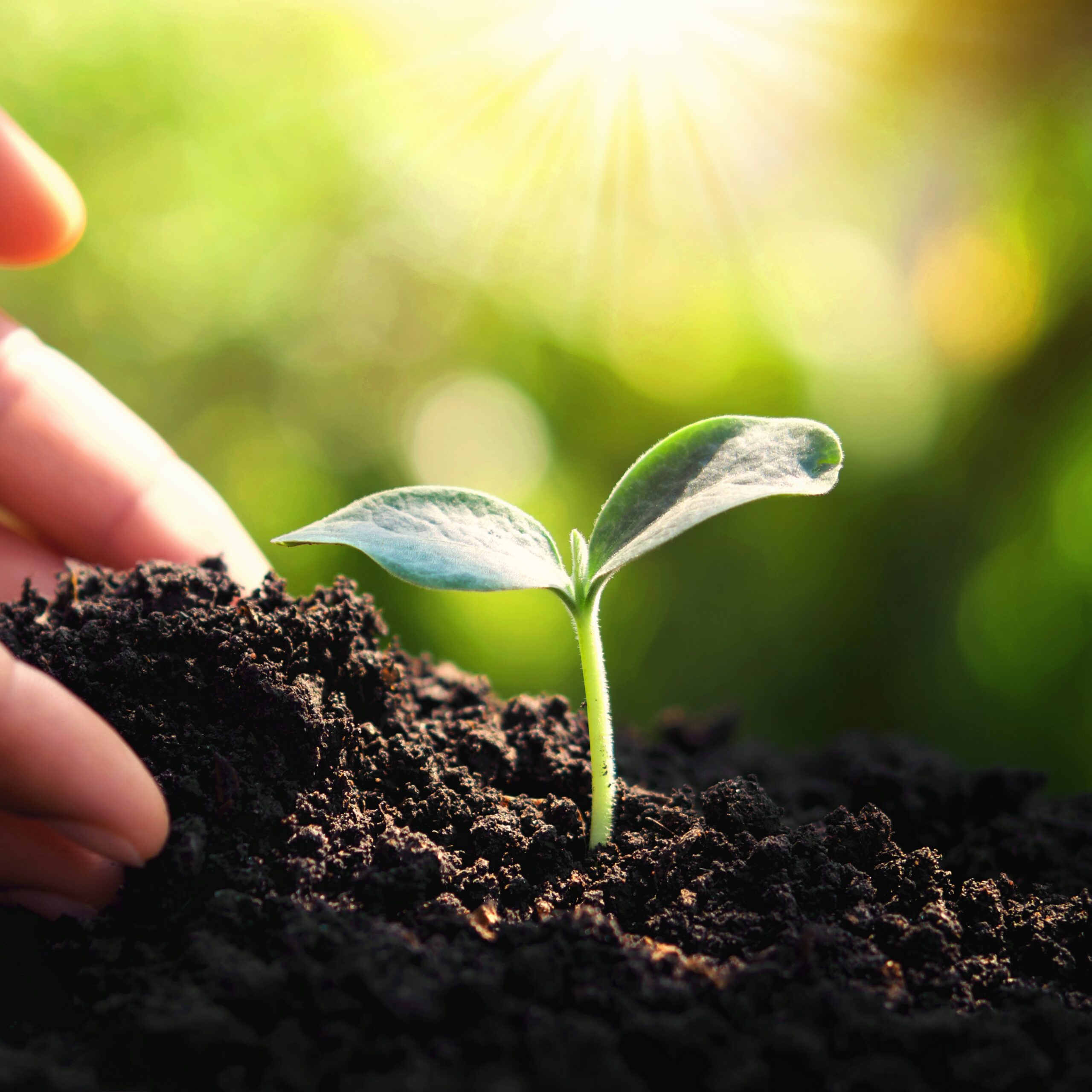 hand planting small tree in garden. eco concept