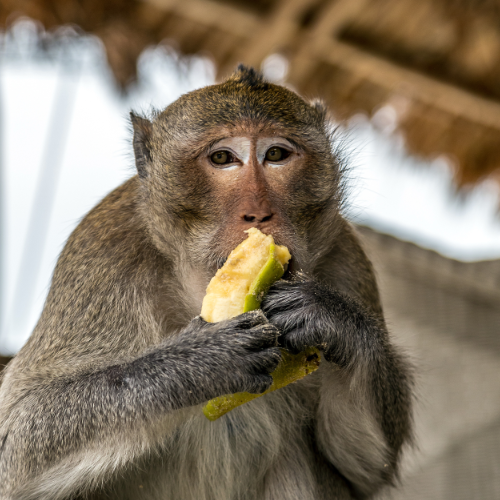 Primate_AdobeStock_359754828