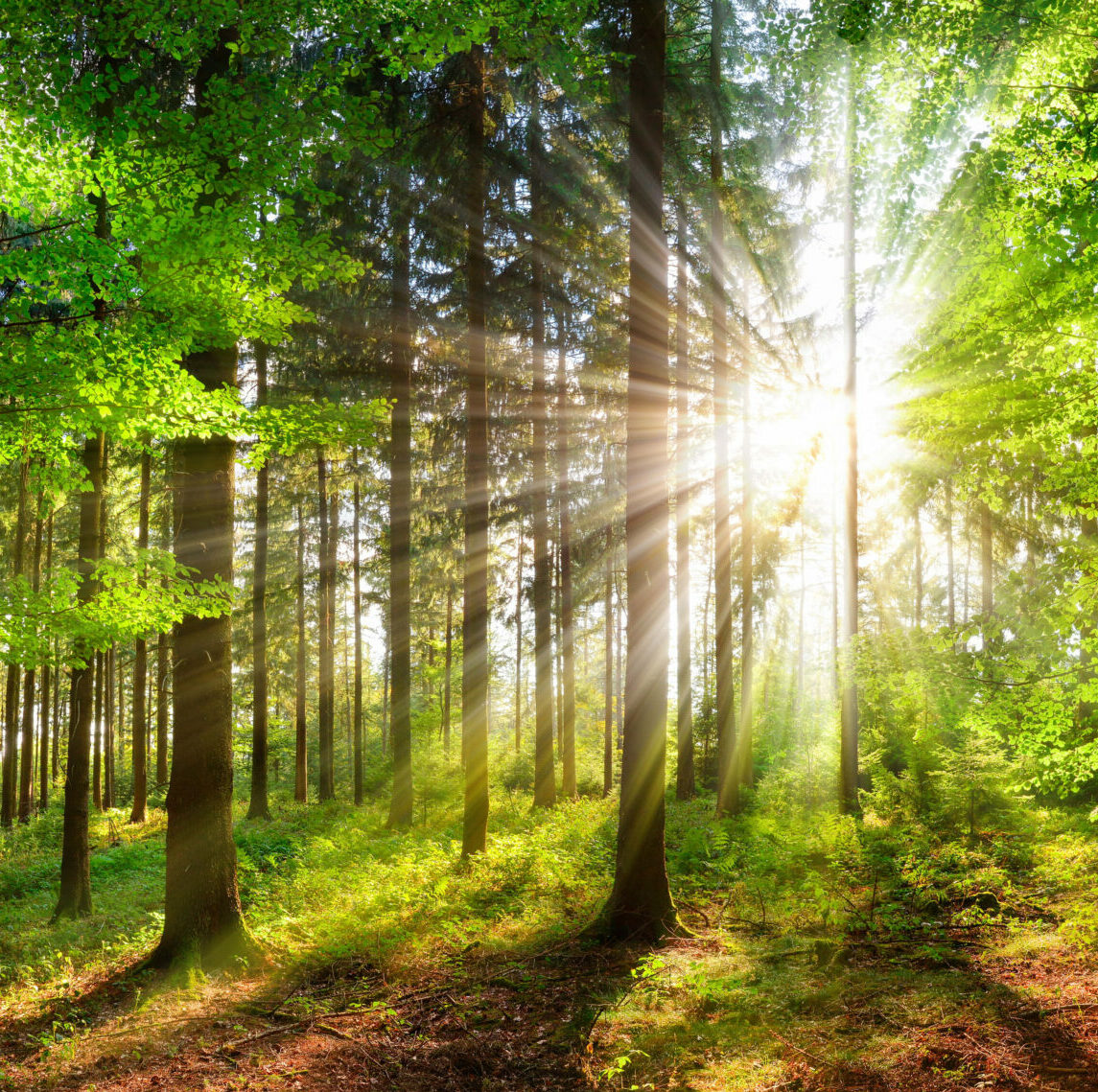 Panoramic landscape: beautiful rays of sunlight shining through green foliage in a forest clearing